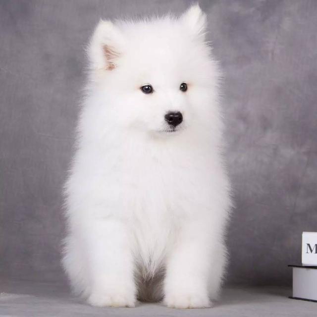 150億市場(chǎng)潛力，辦公室裝修也要開始考慮狗狗的感受了